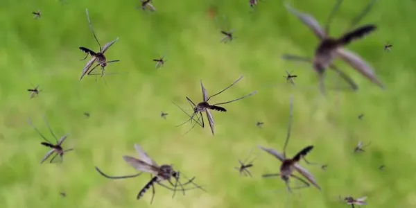 Virus-carrying mosquitos are a danger to your family
