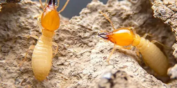 Microscopic image of termites destroying wood